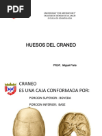 Huesos Del Craneo Formato Ujap