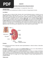 Apunte46 Anatomía y Funciones Básicas Del Aparato Urinario