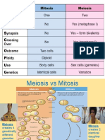 Meiosis-Foldable