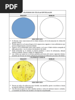 Cilindros de Células Epiteliales