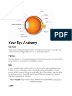 Your Eye Anatomy