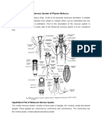 Nervous System of Mollusca I