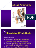 Hip and Pelvis