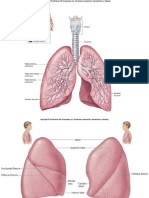 Respiratory System Histology