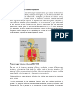 Anatomía Por Sistema Sistema Respiratorio