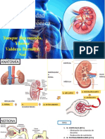 Enfermedad Renal Crónica