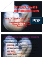 Molecular Basis of Morphogenesis