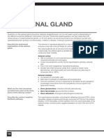 Adrenal Gland