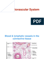 Cardiovascular System Notes