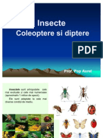 Lectie 16 Insecte. Coleoptere Si Diptere.