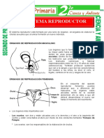 Aparato Reproductor para Segundo de Primaria