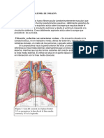 Anatomia - Fisiologia Sistema Cardiovas