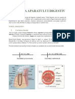 Anatomia Aparatului Digestiv