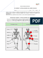 Guia Principales - Huesos - y - Articulaciones