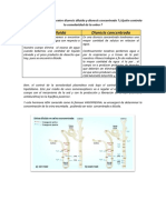 Describa La Diferencia Entre Diuresis Diluida y Diuresis Concentrada