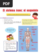 El Sistema Oseo Princiaples Huesos-1