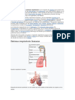 Sistema Respiratorio Humano