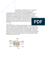 Primer Molar Mandibular