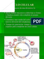 Ciclo Celular y Mitosis 2021