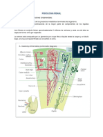 5° Fisiologia Renal