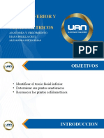 Tema 4 Tercio Facial Inferior y Puntos Cefalometricos