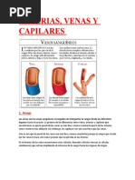 Arteria Vena y Capilar