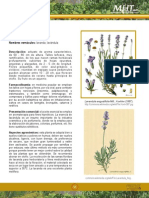 Lavandula Angustifolia de Miller