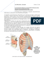 Paquete Vasculonervioso Intercostal