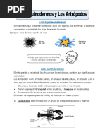 Ficha Los Equinodermos y Los Artrópodos para Quinto de Primaria