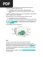 Gastrulación