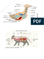 Aparato Digestivo de La Paloma, y El Gato Trabajo de Paola Grado 3