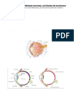 Histologia de Ojo