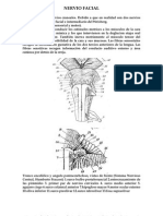 Nervio Facial