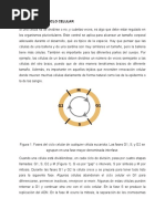 REGULACIÓN Del CICLO CELULAR