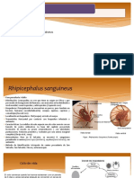 Rhipicephalus Sanguineus