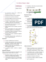 4 - Leveduras