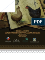 Mejoramiento Genético. Gallina Mapuche