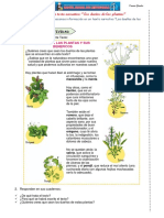 COMUNICACIÓN - Lectura - Dueño Delas Plantas