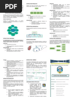 Triptico Estructura Org