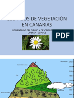 Los Pisos de Vegetacic3b3n Canaria