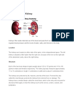 Anatomy of The Kidney