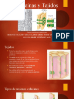 Biología Celular y Molecular III Medio - Proteínas en Los Tejidos