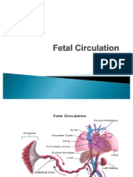 Fetal Circulation