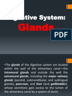 Histology Digestive System Glands