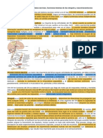 Capítulo 46. Organización Del Sistema Nervioso, Funciones Básicas de Las Sinapsis y Neurotransmisores