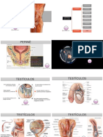 Genitales Masculinos - HyEclases
