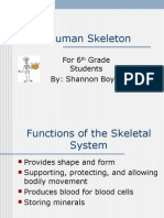 The Human Skeleton