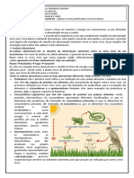 1º Ano Resumo Biologia-Cadeias e Teias Alimentares e Fluxo de Energia