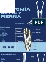 Aspectos Anatomicos Del Pie y La Pierna