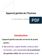 Histologie de Lappareil Génital de L'homme